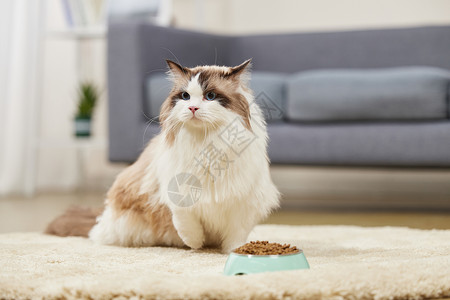 室内环境下吃猫粮的宠物猫图片