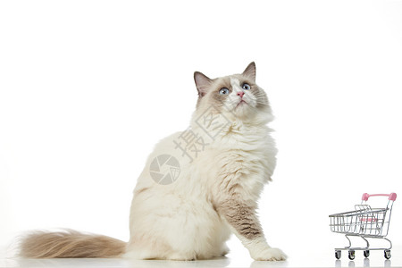 弓背猫咪素材宠物布偶猫背景