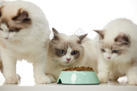 一群宠物猫进食背景图片