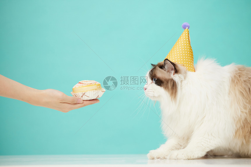 可爱的宠物猫布偶猫过生日图片