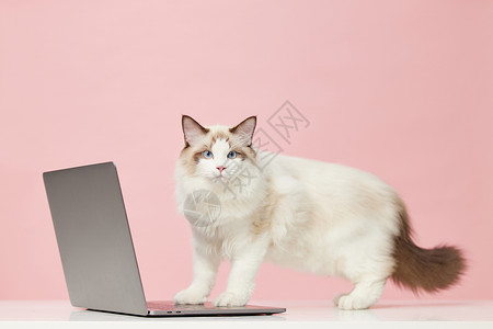 踩在笔记本电脑上的布偶猫高清图片
