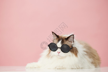 戴墨镜的猫戴墨镜的宠物猫背景