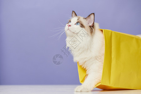 尖锐眼睛猫钻纸袋子的可爱布偶猫背景