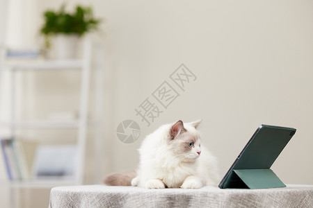 大眼睛猫看平板电脑的布偶猫背景
