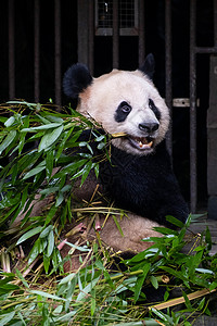 动物园里吃竹子的大熊猫背景图片