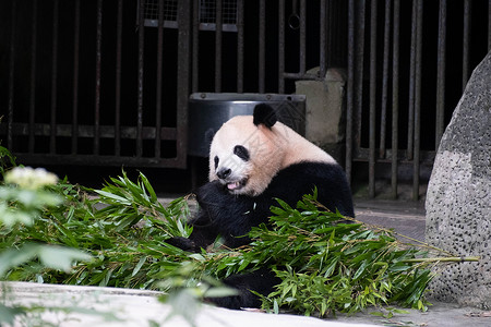 动物园里吃竹子的大熊猫图片