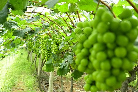长满绿色葡萄的葡萄园高清图片