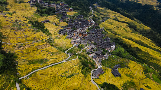 被金色稻田环绕的村庄农村房屋高清图片素材