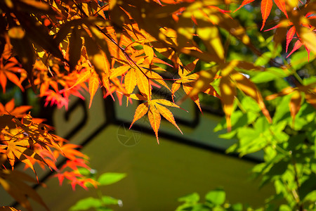 秋天红枫风景高清图片素材