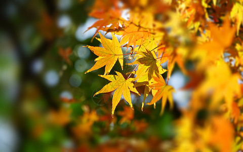 秋天枫叶特写风景高清图片素材