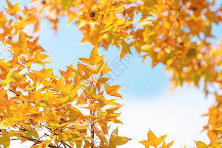 蓝天下秋天的枫叶秋高气爽高清图片素材