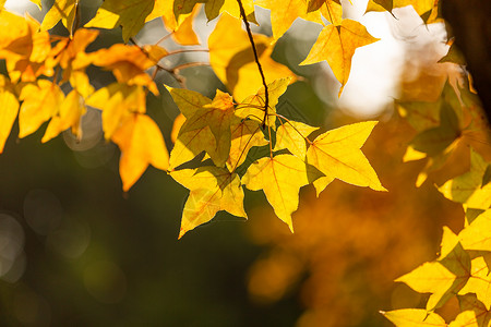 秋天的枫叶秋季高清图片素材