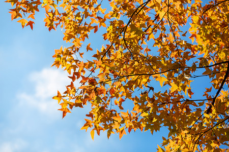 秋天的枫叶入秋高清图片素材