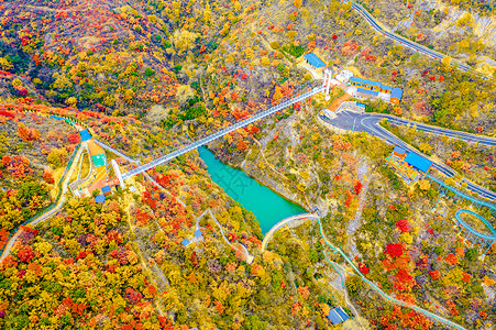 秋季枫林风光图片