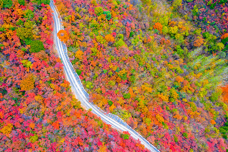 长寿山秋季枫林中的道路背景