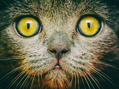 英国短毛猫肖像图片
