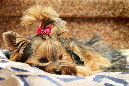 沙发上可爱的约克夏犬图片