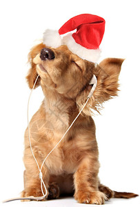 小狗在听音乐戴圣诞老图片