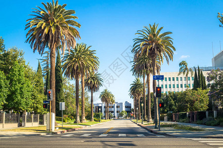洛杉矶的棕榈树和街道帕萨迪纳的城市生活绿色的草坪热带棕榈树和路上的汽车背景