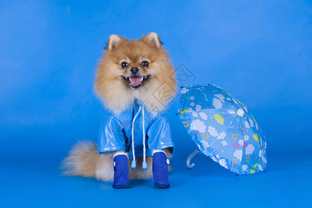 蓝色背景前穿着蓝色外套的小型博美犬图片