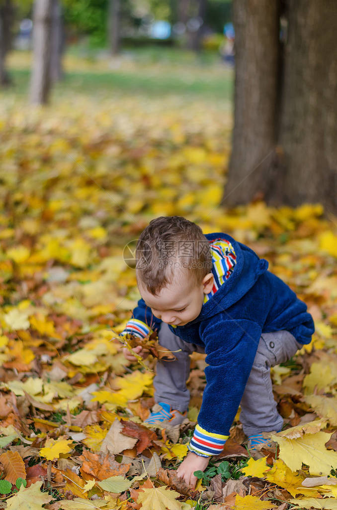 小男孩穿着多彩的衣服拾起秋天的叶子在温暖的白天在秋季图片