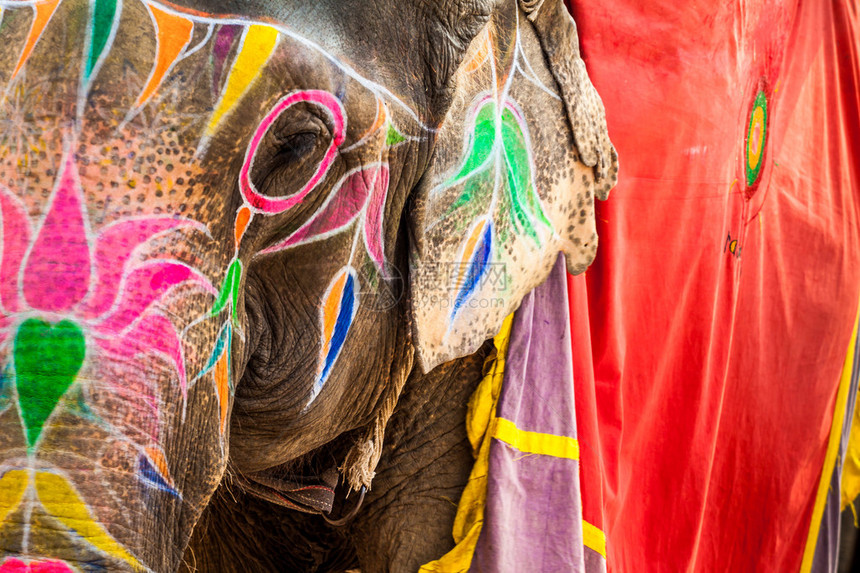 印度大象斋浦尔图片