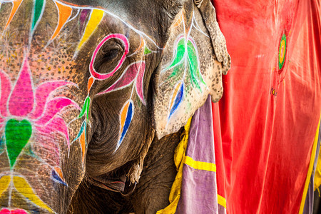 印度大象斋浦尔背景图片