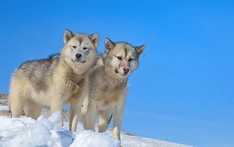 冬天的格陵兰犬图片