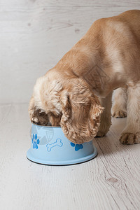 美国可卡犬从碗里吃狗粮图片