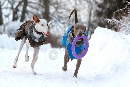 两只狗在雪地上奔跑玩耍图片