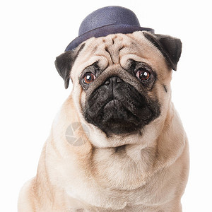 戴帽子的小狗的肖像戴着帽子的背景图片