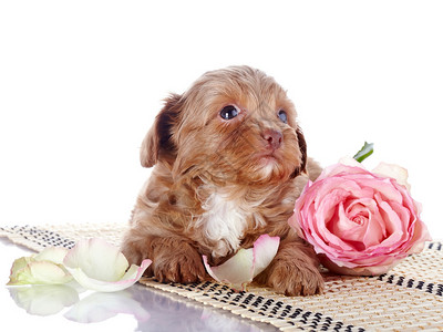 地毯上有玫瑰的小狗装饰小狗的小狗装饰狗白色背景上的圣彼图片