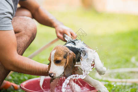 可爱的小狗猎犬洗澡图片
