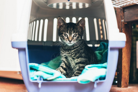 可爱的小虎斑小猫坐在蓝色毯子上的旅行箱里图片
