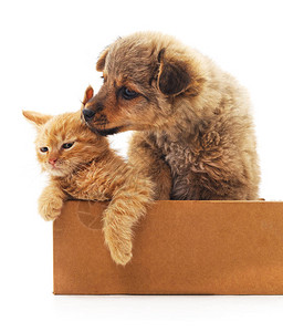 两只小狗和两只小猫在一个盒子里孤图片