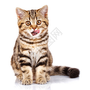 滑稽的苏格兰小猫坐着张开嘴和图片