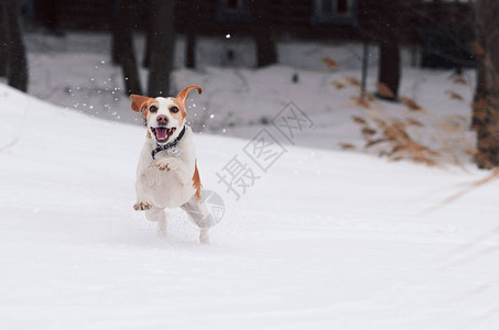 冬天大自然中的小猎犬图片
