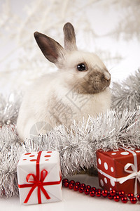 圣诞兔子背景图片
