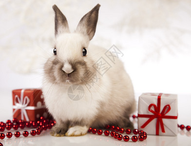 兔子兔子圣诞节图片
