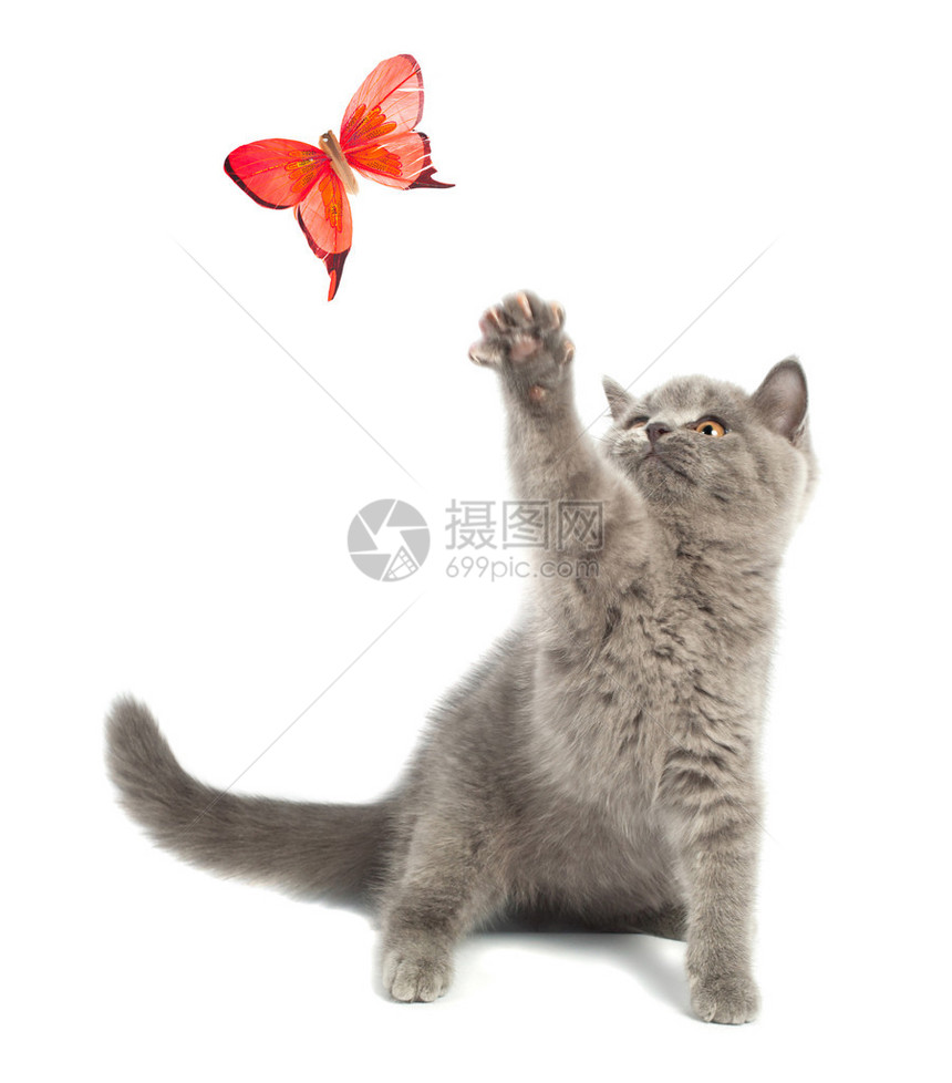 可爱的小猫和蝴蝶玩耍图片