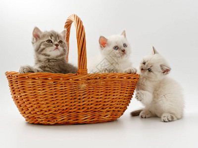 篮子里的三只小猫图片