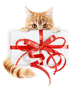 姜猫和圣诞礼物包带有红丝结弓白底隔离背景图片