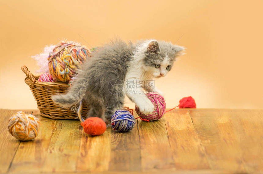 可爱的毛茸的猫正在玩针织球可爱的小猫和线球可爱的灰色漂亮小猫的画像有趣的小猫和针织针织概念图片