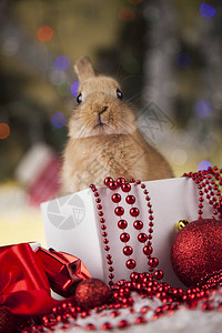 带冬季装饰品的兔子图片