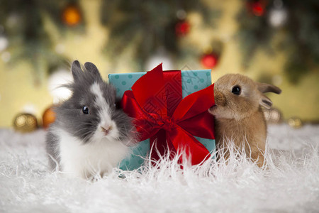 动物兔子圣诞节图片