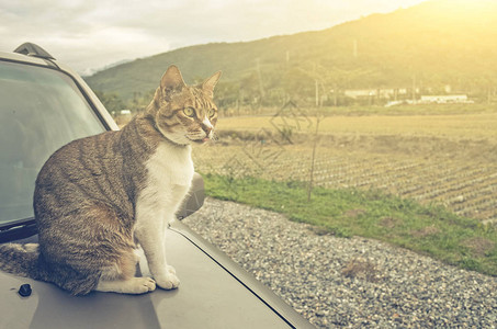 户外车上的猫图片