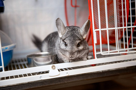 可爱的灰色龙猫正坐在笼子里Chinchillalanigera图片
