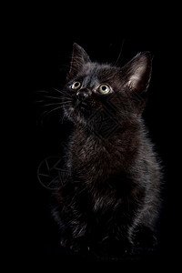 黑色背景上的黑色小猫图片