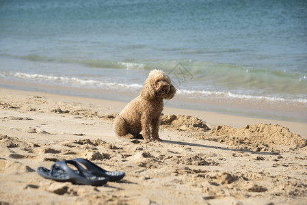 乖乖坐在沙滩上的泰迪图片