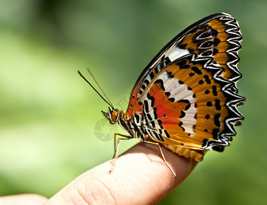幼虫手指上的蝴蝶背景图片